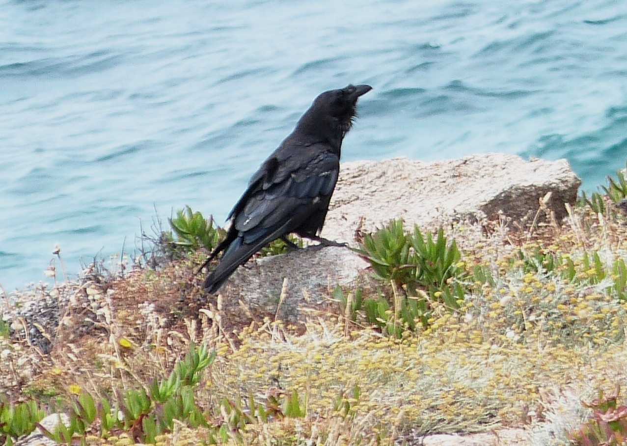 Corvo imperiale sulla scogliera